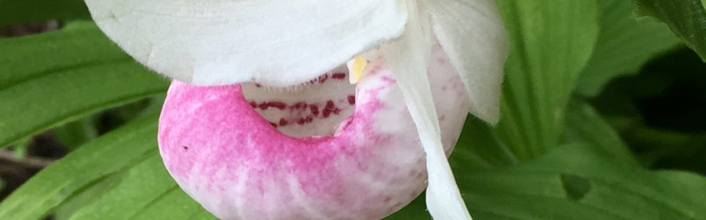 Minnesota Landscape Aboretum Lady Slipper