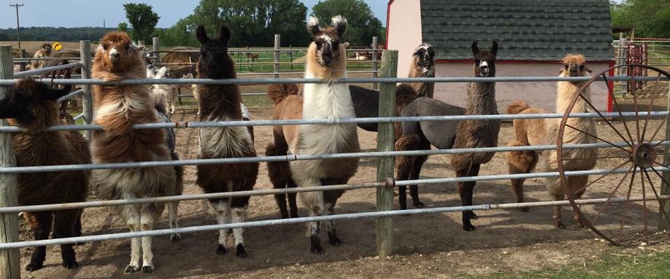 Carlson's Llovable Llamas