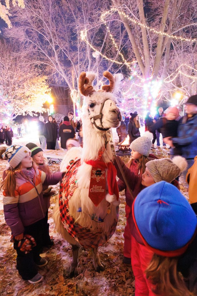 A white llama dressed up as a reindeer in Christmas attire